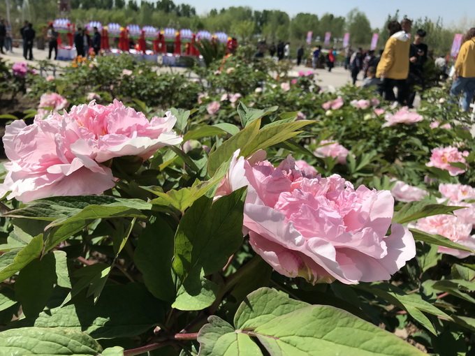 首届北京牡丹文化节开幕！六大赏花区 展出五百余个牡丹品种[墙根网]