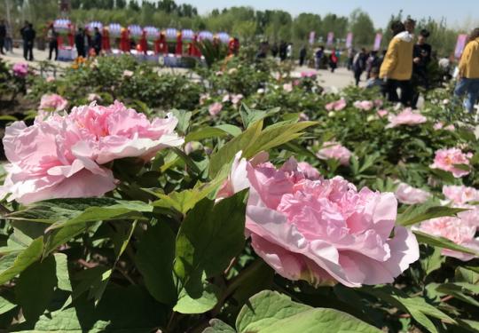 首屆北京牡丹文化節開幕！六大賞花區 展出五百余個牡丹品種