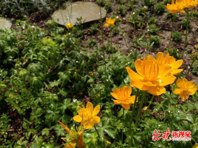北京植物园扮靓世园会，分四期展示300余种中国特色珍稀植物[墙根网]
