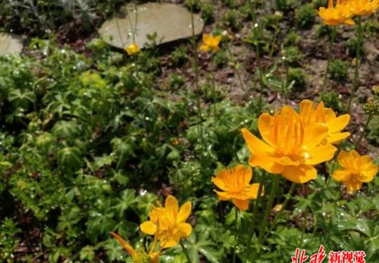 北京植物园扮靓世园会，分四期展示300余种中国特色珍稀植物