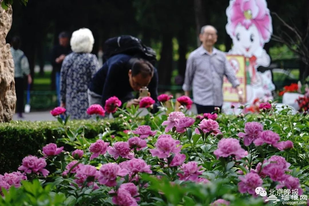北京春季赏花最后一波，来这里收获20厘米花径的“五月花神”！[墙根网]