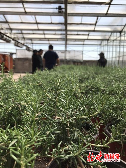 延庆建成北京最大香草类植物资源圃 有10余种在世园会上亮相