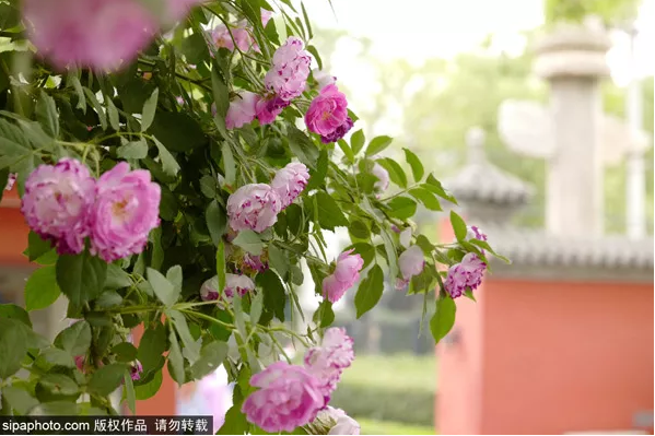 北京五月赏花大全：月季花、蔷薇花、油菜花……花开成海，美爆了！[墙根网]