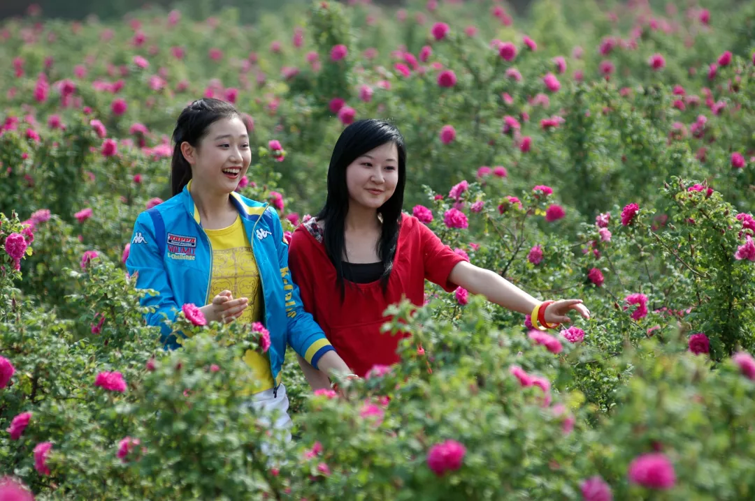 北京月季地图，2019北京月季文化节将在这些地方举办！