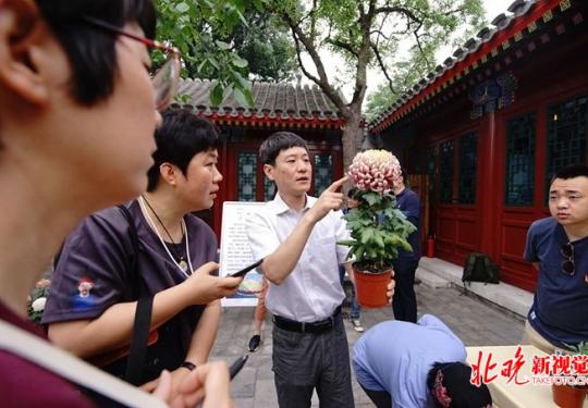 “菊花主题庭院”现身北京东四，胡同院内可赏北海同款菊花