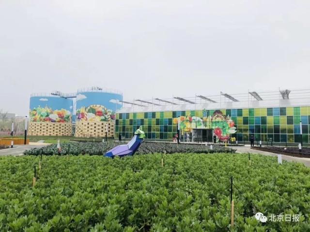 北京世园会百蔬园里“菜比花娇” 有哪些新鲜的亮点可“采摘”[墙根网]