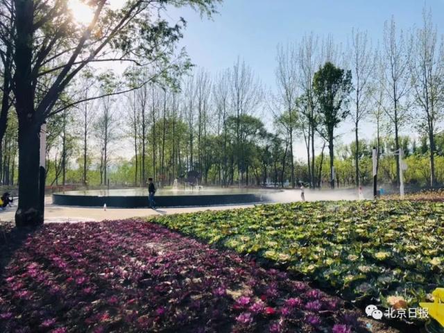 北京世园会百蔬园里“菜比花娇” 有哪些新鲜的亮点可“采摘”[墙根网]
