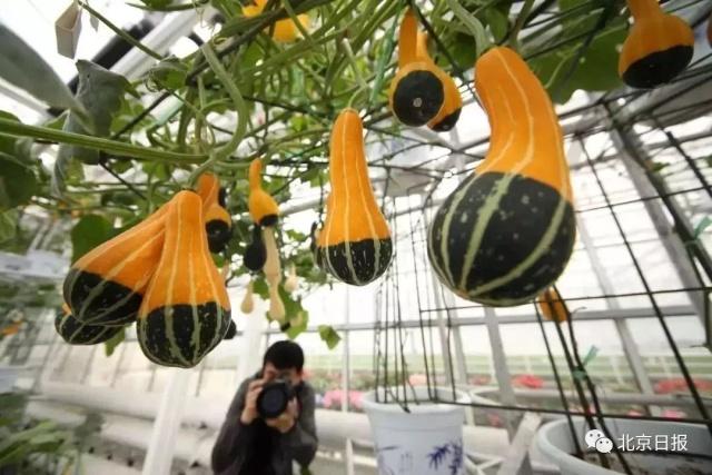 北京世园会百蔬园里“菜比花娇” 有哪些新鲜的亮点可“采摘”[墙根网]