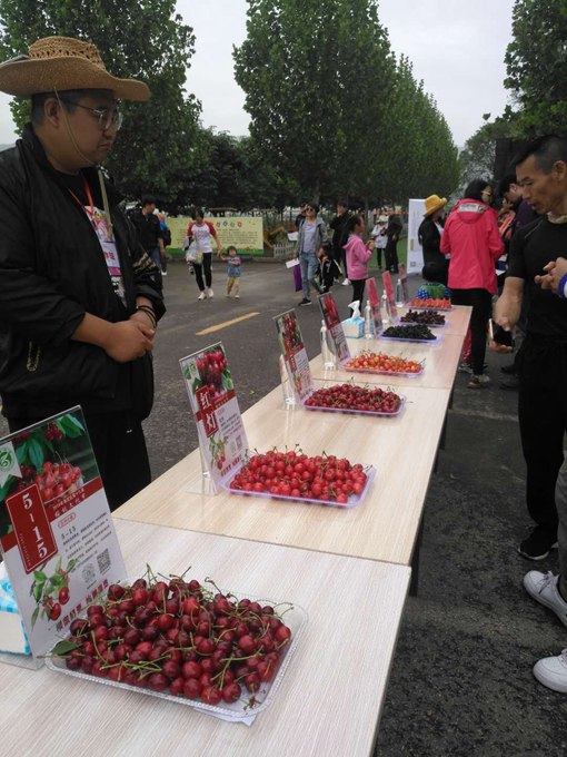 北京海淀启动第十九届樱桃文化节，推出4条经典采摘线路