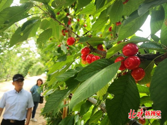 北京丰台有个800米樱桃长廊，花10年时间打造，完全有机栽培[墙根网]