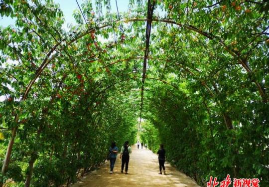 北京丰台有个800米樱桃长廊，花10年时间打造，完全有机栽培