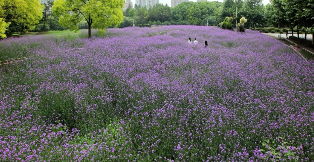 上海世纪公园马鞭草盛放 5000平米浪漫紫海邀你来赏[墙根网]