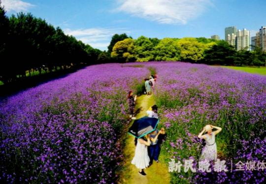 六月上旬看什么花？上海植物园内这些夏花开得正艳