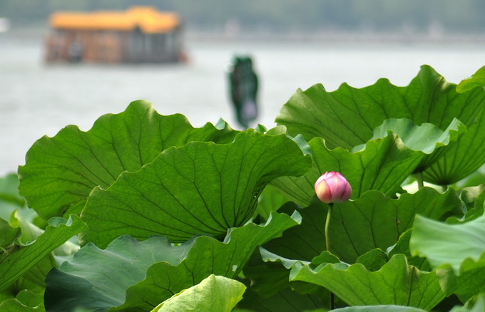 6月下旬盛花期，京城何处赏荷去？北京市气象台推荐赏荷最佳时间[墙根网]