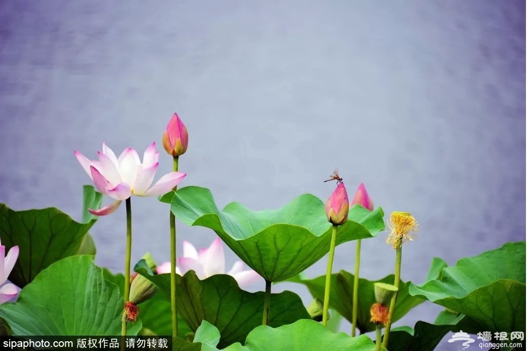 老北京才知道！6月消夏避暑看荷花，凉快还免费的地方就是……[墙根网]