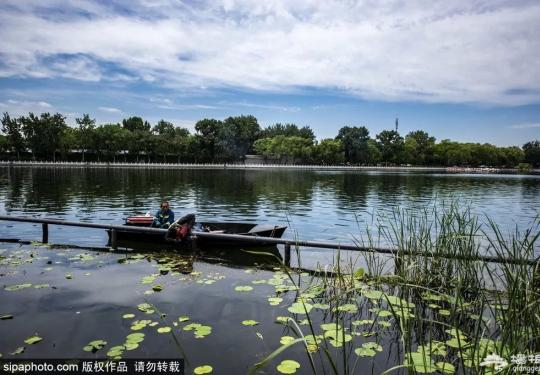 老北京才知道！6月消夏避暑看荷花，涼快還免費的地方就是……