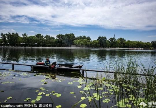 老北京才知道！6月消夏避暑看荷花，凉快还免费的地方就是……