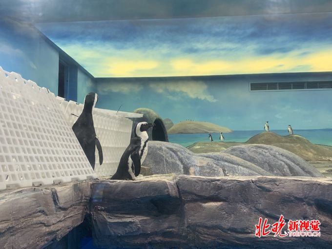 企鹅来了！北京海洋馆打造“非常部落狂欢季”[墙根网]