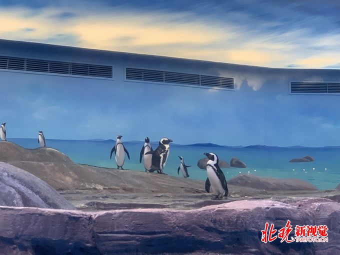企鹅来了！北京海洋馆打造“非常部落狂欢季”[墙根网]