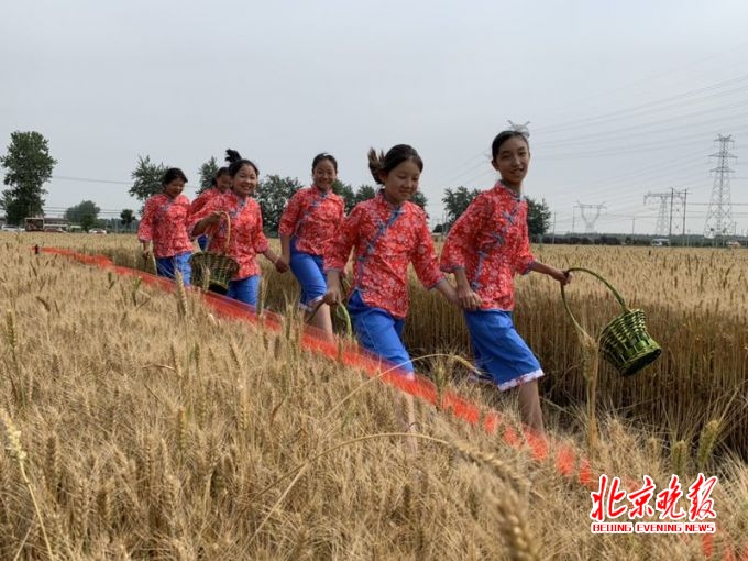 北京最大产麦区的麦子熟了 今起一周邀市民体验收麦拾穗[墙根网]