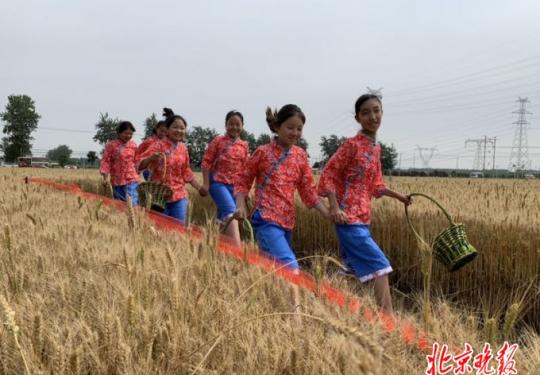 北京最大产麦区的麦子熟了 今起一周邀市民体验收麦拾穗