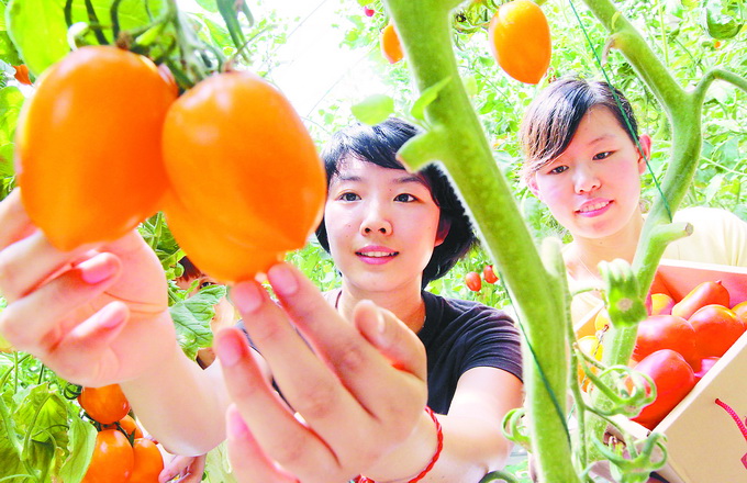 北京人怀念着儿时的原味西红柿 在密云这个小村庄就能吃到[墙根网]