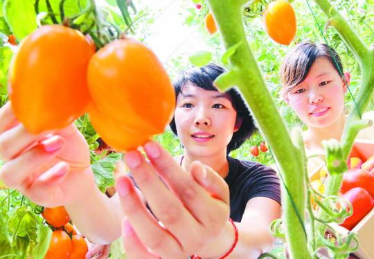 北京人怀念着儿时的原味西红柿 在密云这个小村庄就能吃到