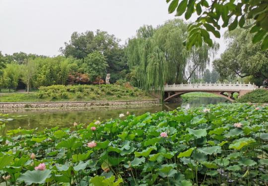 北京市属公园“小荷已露尖尖角” 实拍各处荷花（组图）