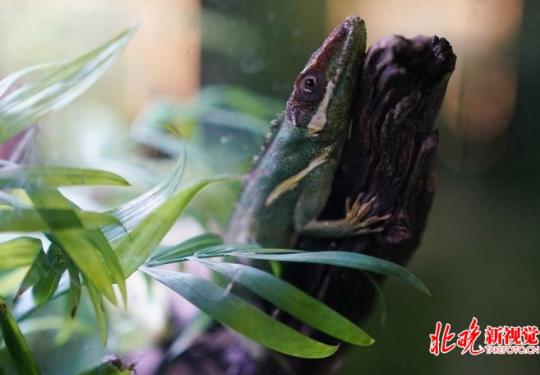 北京西南有一家会发光的植物园，温度只有28℃！上演小动物奇妙夜