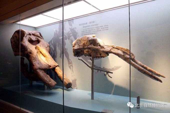 北京自然博物馆《古哺乳动物》展览重新开放 化石标本数量增多[墙根网]