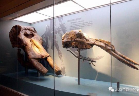 北京自然博物馆《古哺乳动物》展览重新开放 化石标本数量增多