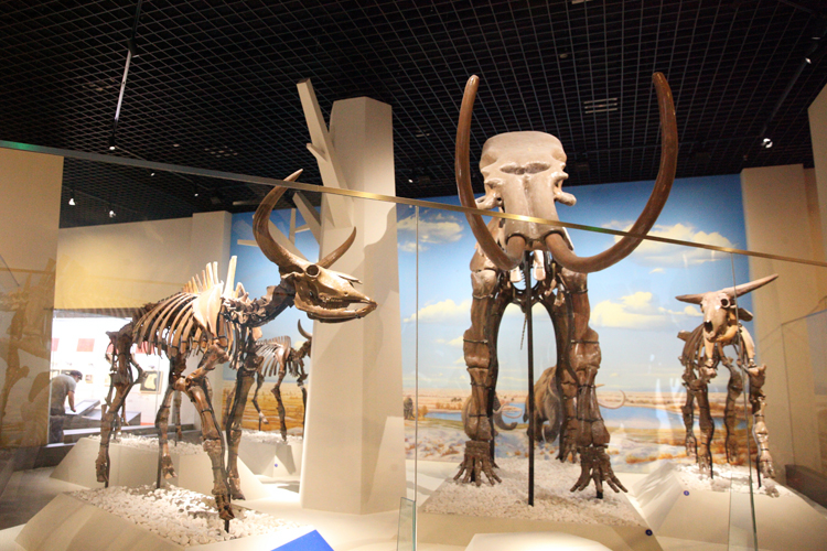 北京自然博物馆古哺乳动物专题展7月6日正式对公众开放[墙根网]