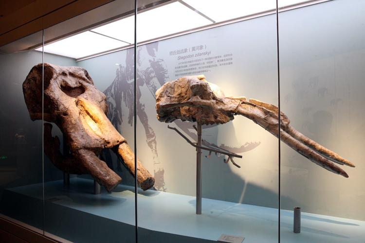 北京自然博物馆古哺乳动物专题展7月6日正式对公众开放[墙根网]
