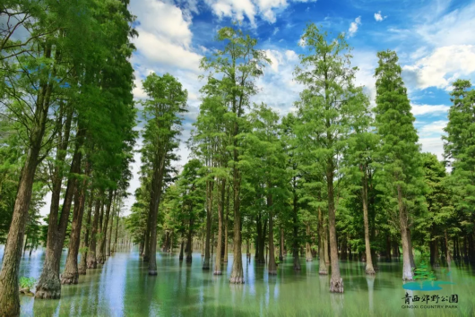 上海唯一那片“水上森林”7月10日起重新免费开放