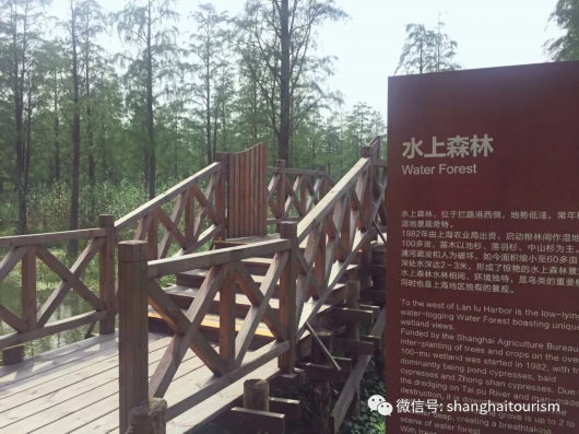 上海唯一那片“水上森林”7月10日起重新免费开放[墙根网]