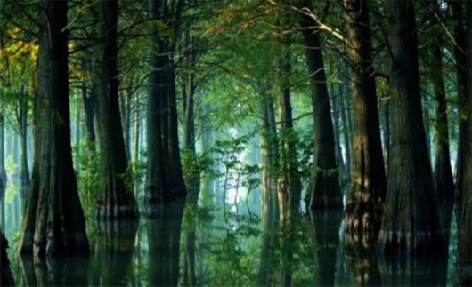 上海唯一那片“水上森林”7月10日起重新免费开放[墙根网]