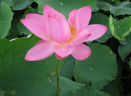 2019第十九届上海马陆葡萄节游玩线路推荐（附购票方式）[墙根网]