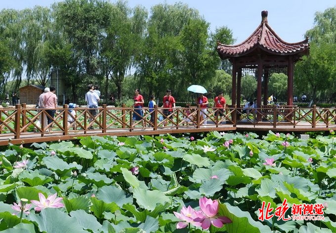 稻香湖景第六届荷花节开幕 游客可滑冰纳凉、乘船、赏荷、品美食[墙根网]