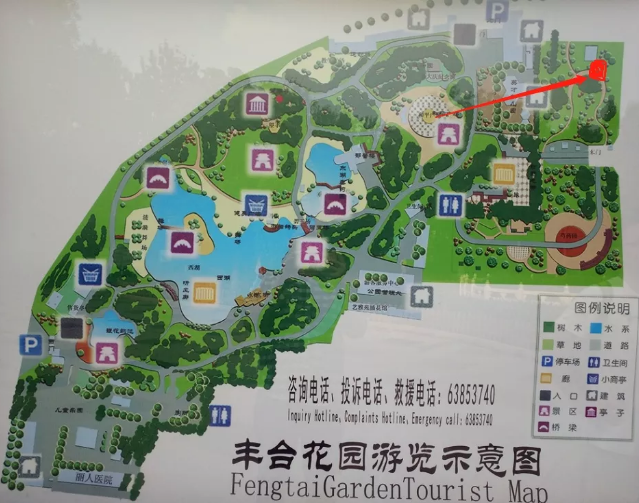 北京丰台花园玉兰花开了 免费又好玩的公园等你赏花[墙根网]