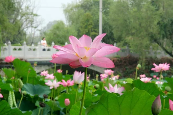 知道的人太少！北京这处免费的“小苏杭”，风景如画胜江南！[墙根网]