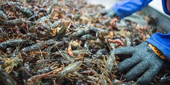 小龙虾价格跳水，京沪降幅最大，可以敞开吃了？