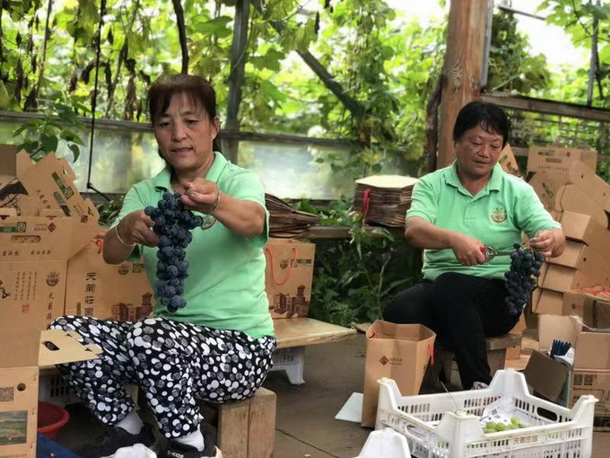 北京密云8000亩葡萄熟了！不少游客带家人摘了一大筐还没尽兴[墙根网]