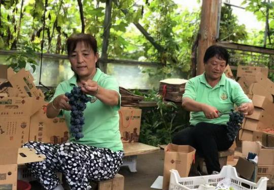 北京密云8000畝葡萄熟了！不少游客帶家人摘了一大筐還沒盡興