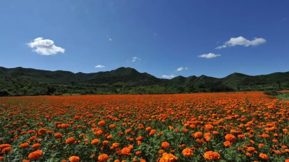 住20℃花海民宿，赏花骑游，吹清凉山风，与“热”隔绝！[墙根网]