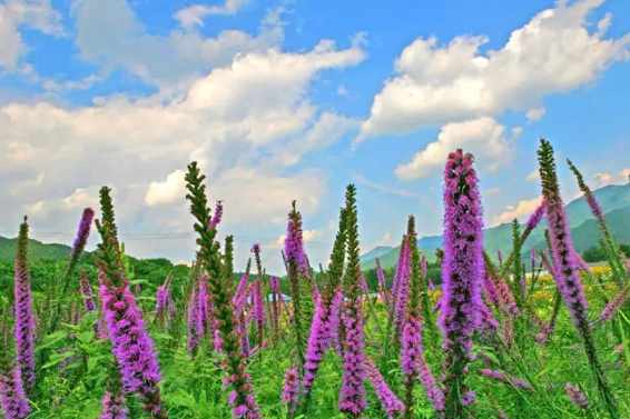 住20℃花海民宿，赏花骑游，吹清凉山风，与“热”隔绝！[墙根网]