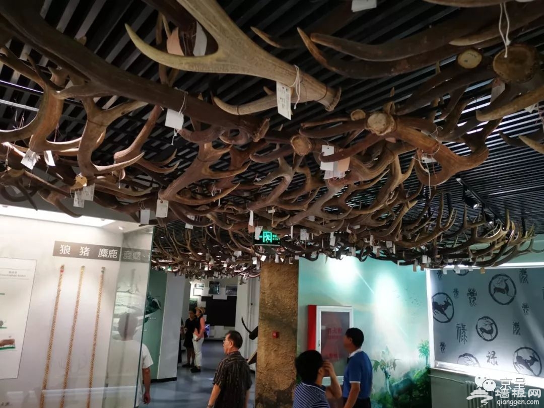 麋鹿苑升级成为北京生态博物馆，看看“四不像”到底长什么样[墙根网]