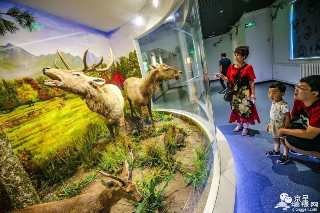 麋鹿苑升级成为北京生态博物馆，看看“四不像”到底长什么样[墙根网]