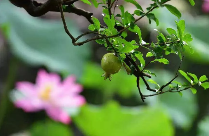 2019上海古猗园教师节信息一览
