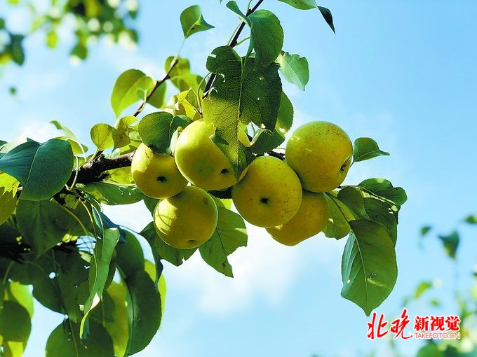 中秋瓜果飘香，佛见喜梨和京白梨等宫廷贡梨迎来黄金时节[墙根网]
