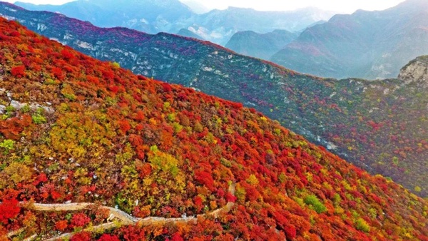2019第八届坡峰岭红叶节即将震撼开幕：万亩黄栌树林，秀出最美中国红！